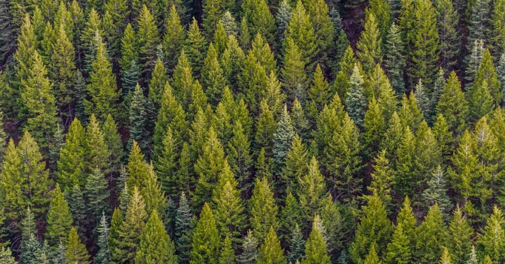 A high-angle view of a lush, vibrant pine forest, showcasing nature's beauty from above.