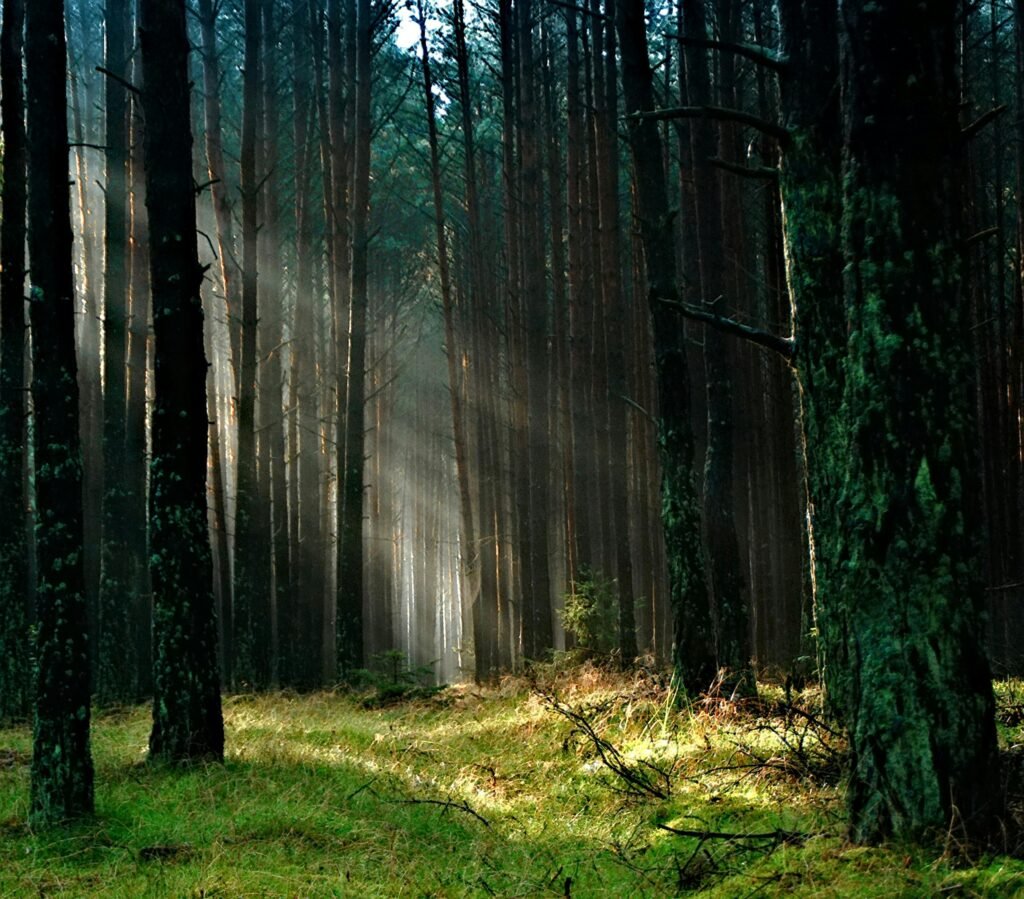 Sunlight beams through tall trees in a tranquil forest, creating a magical ambiance.