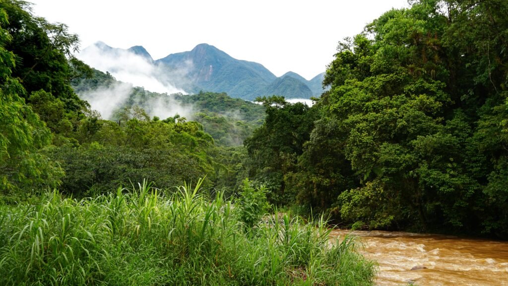 Explore the vibrant lush forests and misty mountain landscapes of Morretes, Paraná, Brazil.