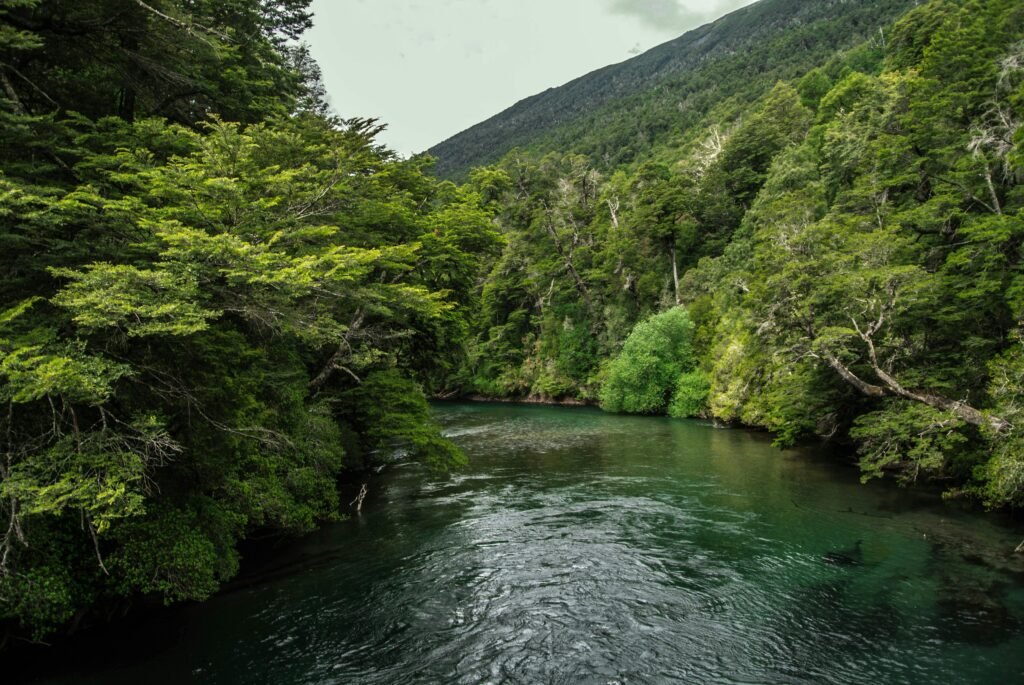 Idyllic forest scene with a clear river flowing under a summer sky.