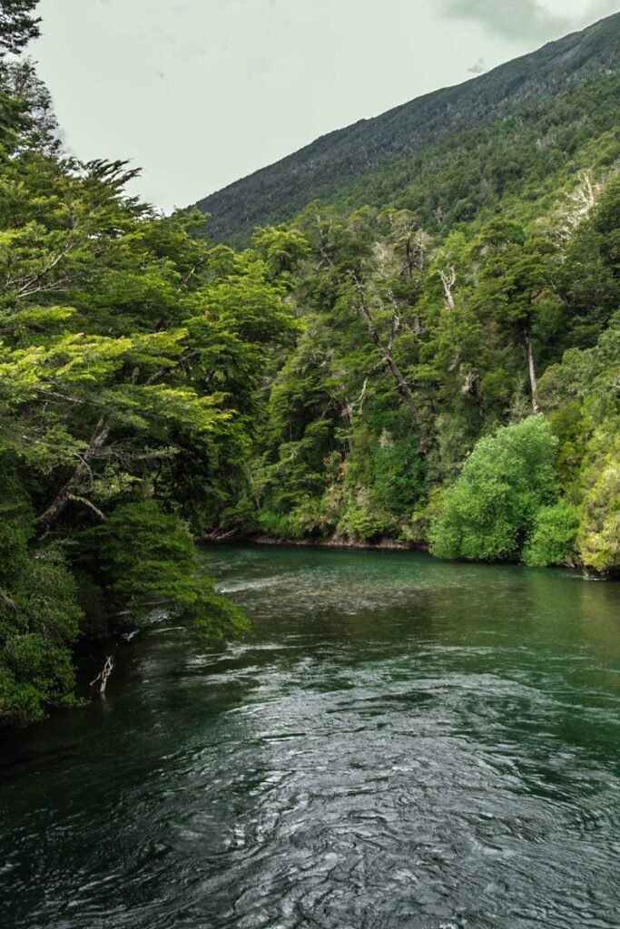 Idyllic forest scene with a clear river flowing under a summer sky.